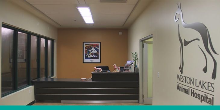 Best Vets in Fort LauderdaleWeston Lakes Animal Hospital Total Vet Best Vets in Fort Lauderdale Weston Lakes Animal Hospital