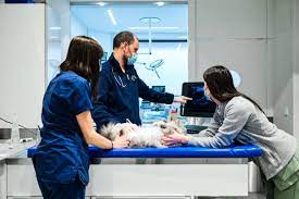 Best Vets in HonoluluWaipio Pet Clinic Total Vet Best Vets in Honolulu Waipio Pet Clinic