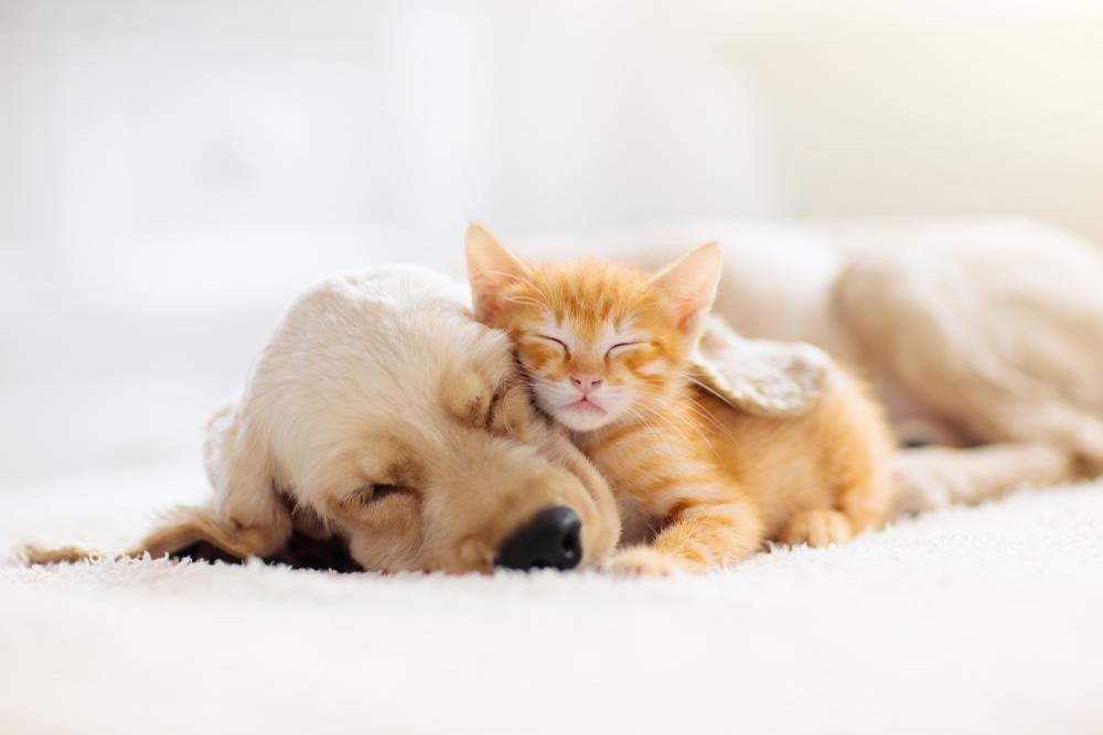 Total Vet Cat dog sleeping