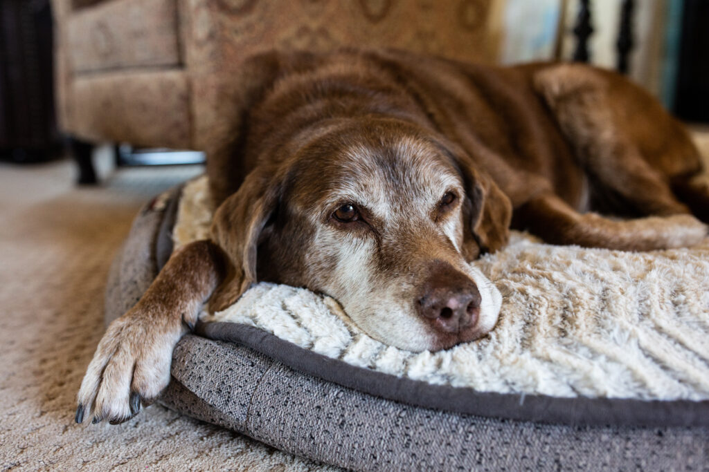 Total Vet Aging Pets