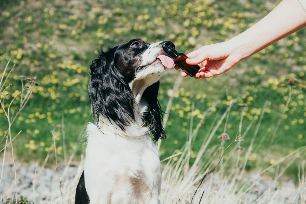 Total Vet cbd dose dogs cancer