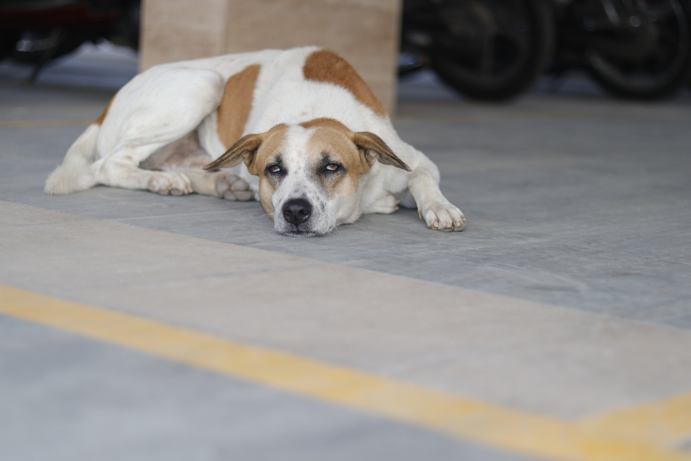 Total Vet CBD Safe Animals