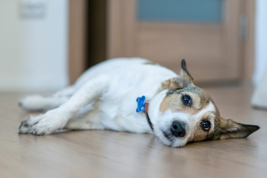 Total Vet Dog in pain