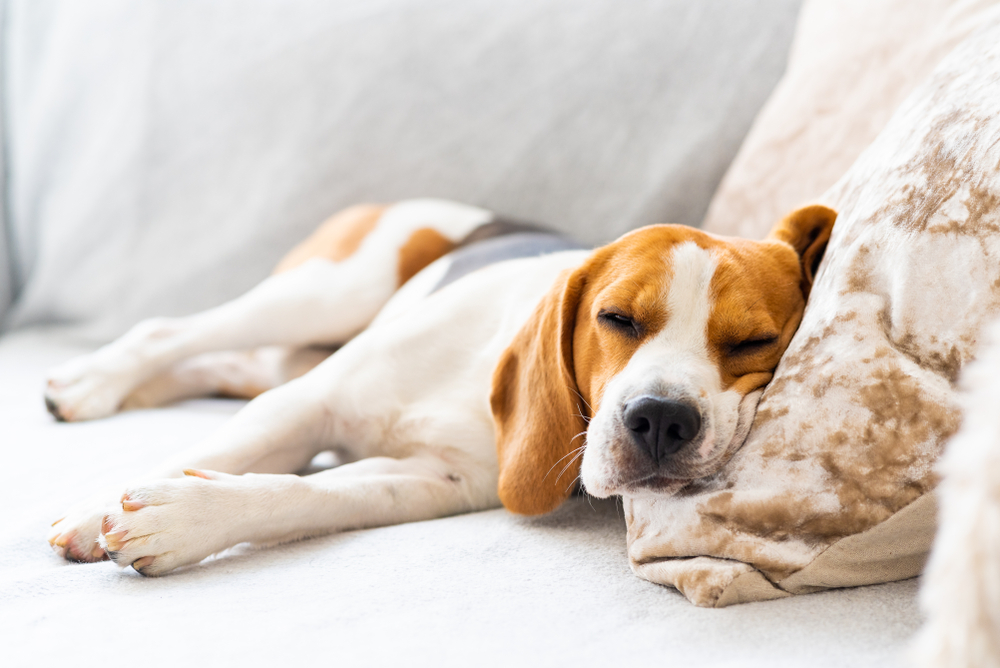 Total Vet Dog sleeping
