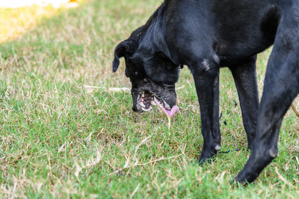 Dog vomiting