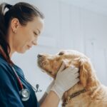 veterinarian near me