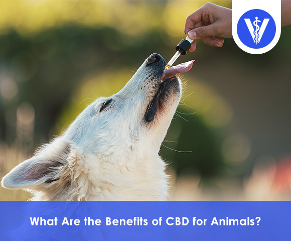 Benefits of CBD to Animals Total Vet Benefits of CBD to Animals