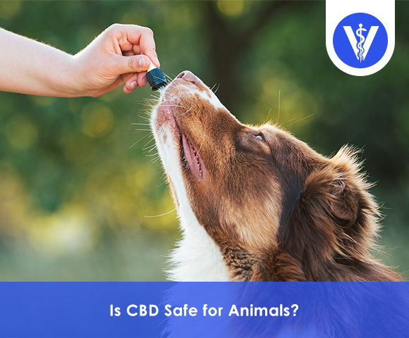 Is CBD safe for Animals Total Vet Is CBD safe for Animals