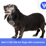Best CBD Oils For Dogs with Lymphoma
