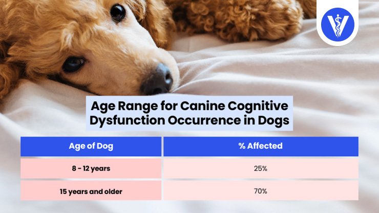 Canine Cognitive Disorder Age Total Vet Canine Cognitive Disorder Age