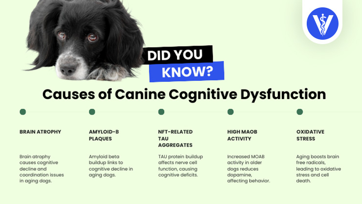 Canine Cognitive Disorder Causes Total Vet Canine Cognitive Disorder Causes