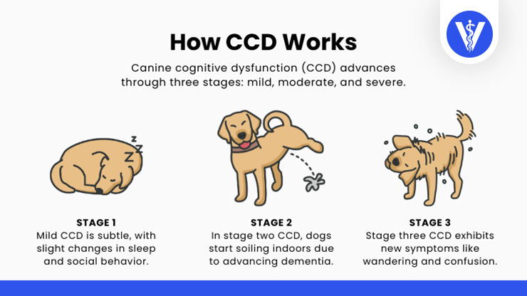 Canine Cognitive Disorder Stages Total Vet Canine Cognitive Disorder Stages