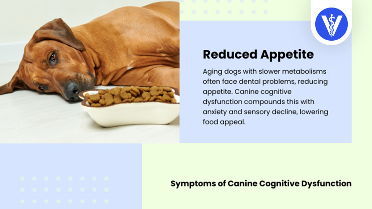Canine Cognitive Disorder Symptoms Sleep Pattern Total Vet Canine Cognitive Disorder Symptoms Sleep Pattern