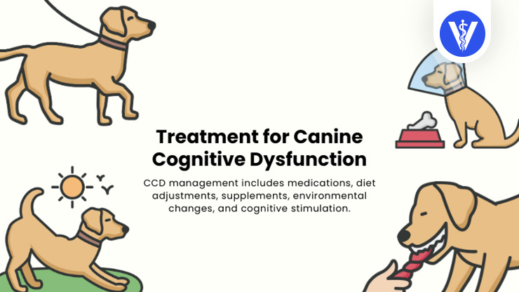 Canine Cognitive Disorder Treatment Total Vet Canine Cognitive Disorder Treatment