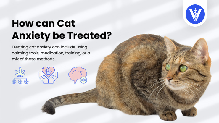 Cat Anxiety Treatments Total Vet Cat Anxiety Treatments
