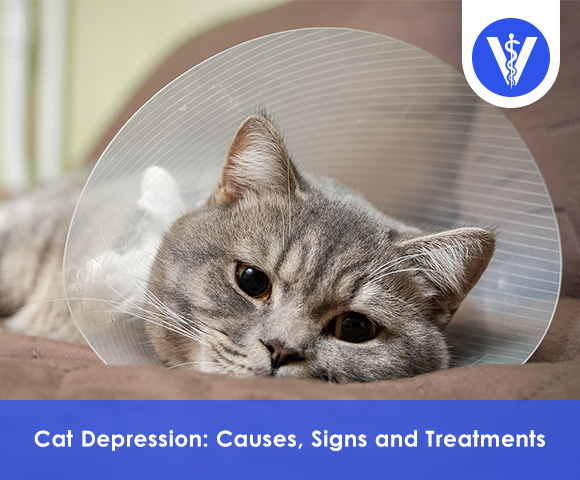 Cat Depression How to Diagnose and Cure Total Vet Cat Depression How to Diagnose and Cure