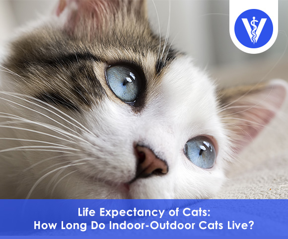 How long do indooroutdoor cats live Total Vet How long do indoor outdoor cats live