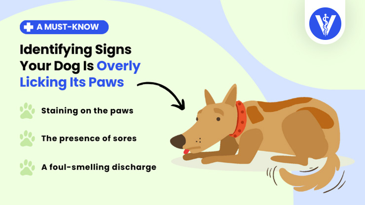 Dog Licking Paws Excessively Total Vet Dog Licking Paws Excessively