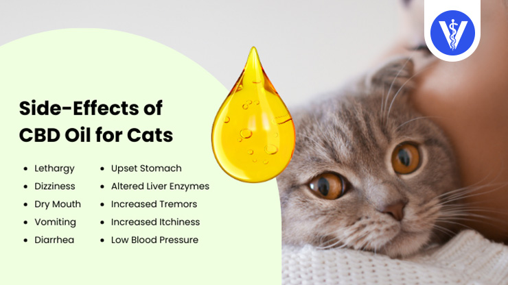 Side Effects of CBD Oil for Cats Total Vet Side Effects of CBD Oil for Cats