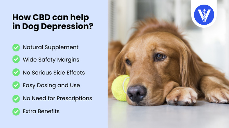 CBD Treats Depression in Dogs Total Vet CBD Treats Depression in Dogs