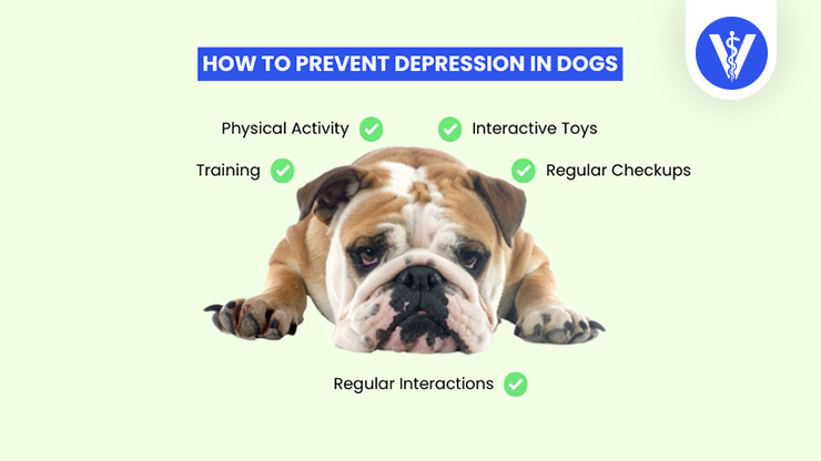 Preventive Measures Depression in Dogs Total Vet Preventive Measures Depression in Dogs
