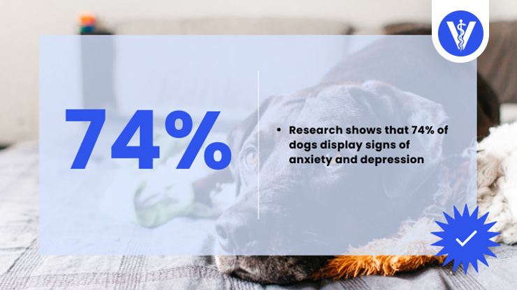 Research Depression in Dogs Total Vet Research Depression in Dogs