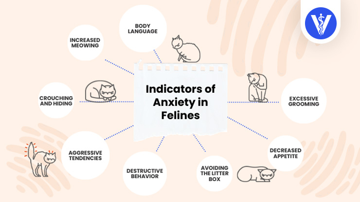 Signs of Cat Anxiety Total Vet Signs of Cat Anxiety