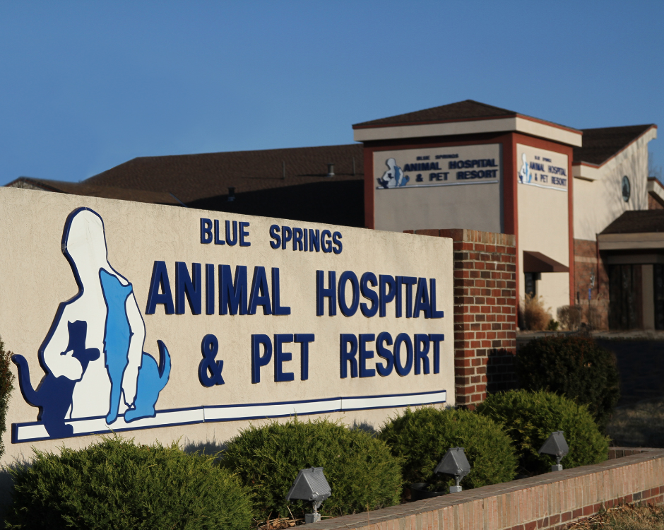 Best Vets in Kansas City Blue Springs Animal Hospital and Pet Resort Total Vet Best Vets in Kansas City Blue Springs Animal Hospital and Pet Resort