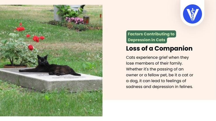 Cat Depression Causes Loss of a Companion Total Vet Cat Depression Causes Loss of a Companion