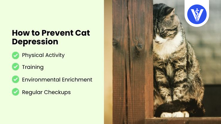 Cat Depression Preventive Measures Total Vet Cat Depression Preventive Measures