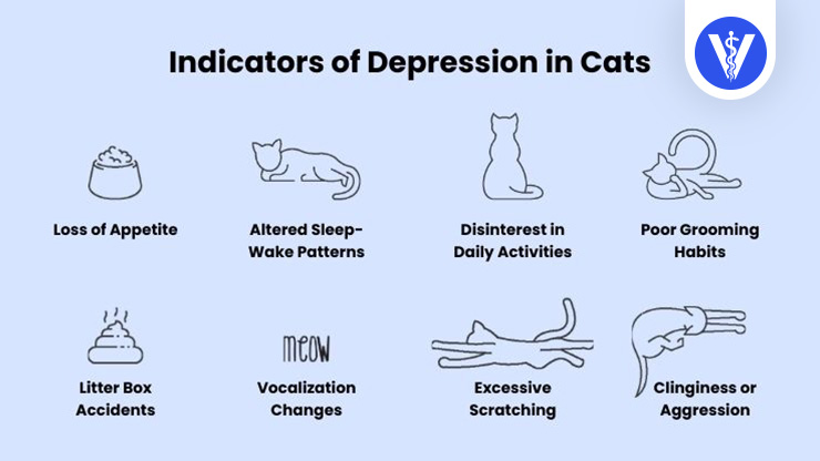 Signs of Cat Depression Total Vet Signs of Cat Depression
