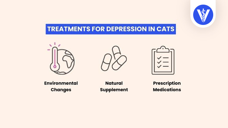 Cat Depression Treatments Total Vet Cat Depression Treatments