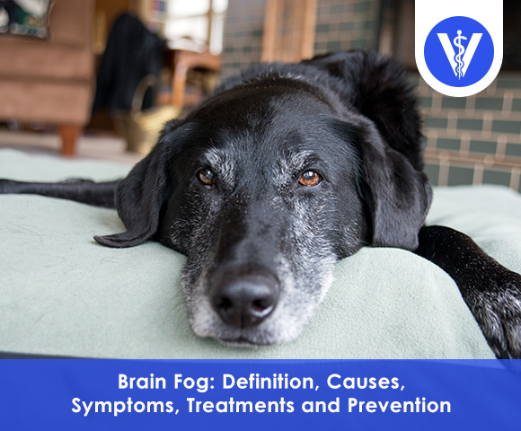 What is Brain Fog?