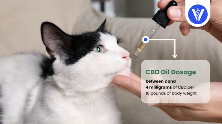 CBD Oil Dosage Cat Depression Total Vet CBD Oil Dosage Cat Depression