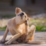 Allergies in Dogs