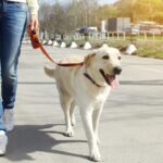 Leash Training a Dog