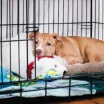 Crating Dog with Separation Anxiety