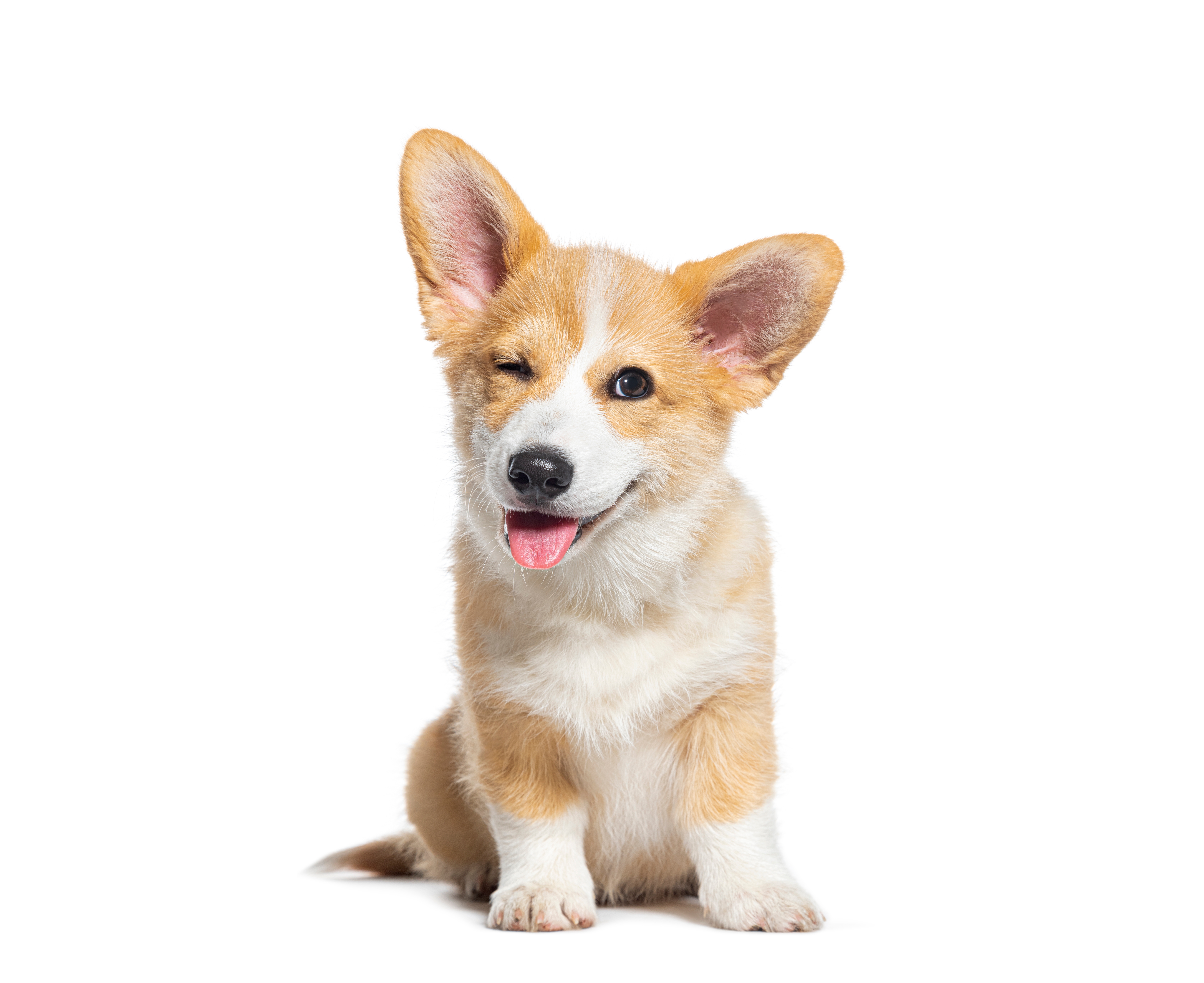 A corgi sitting down on the floor